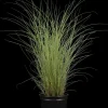 Miscanthus sinensis 'Morning Light' (Prachtriet 'Morning Light')