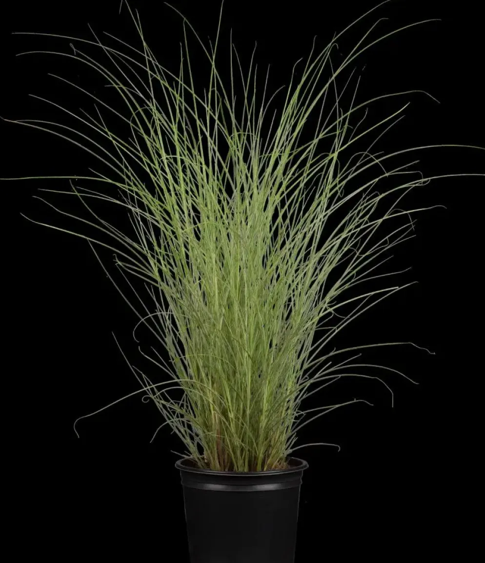 Miscanthus sinensis 'Morning Light' (Prachtriet 'Morning Light')