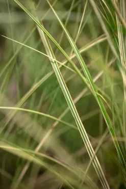 Miscanthus sinensis 'Morning Light' (Prachtriet 'Morning Light')