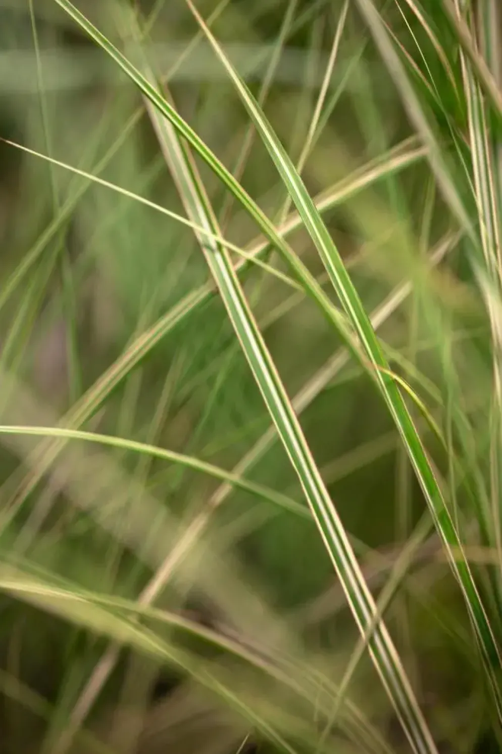Miscanthus sinensis 'Morning Light' (Prachtriet 'Morning Light')