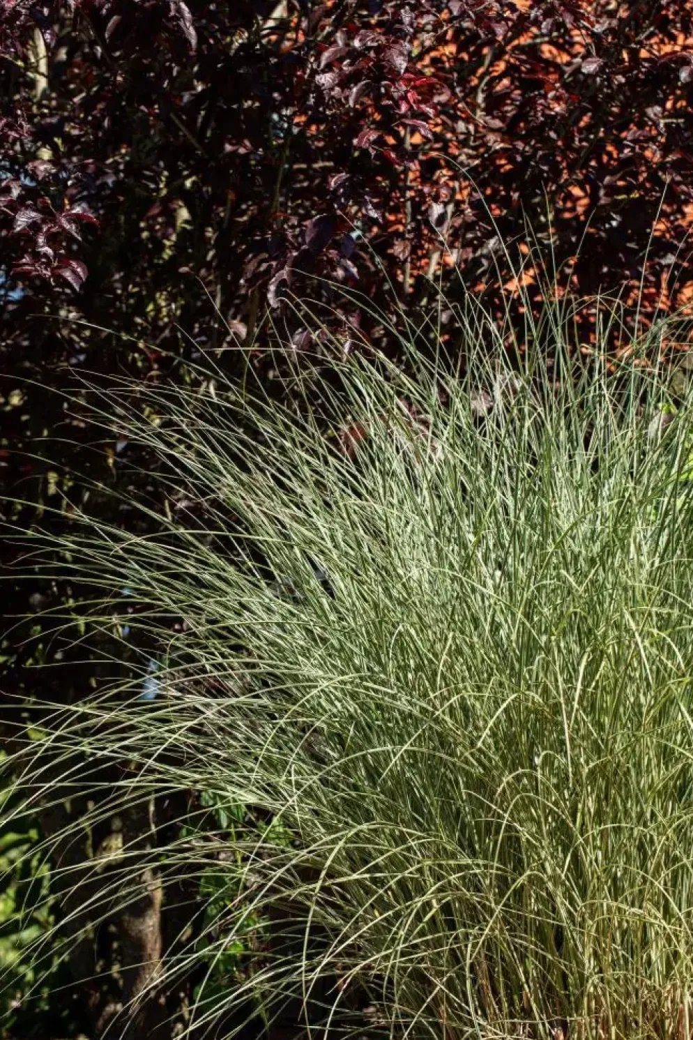 Miscanthus sinensis 'Morning Light' (Prachtriet 'Morning Light')