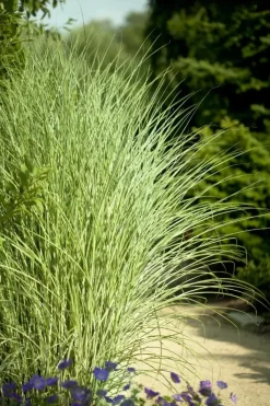 Miscanthus sinensis 'Morning Light' (Prachtriet 'Morning Light')