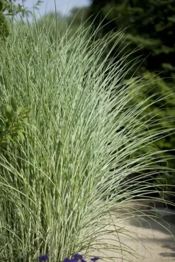 Miscanthus sinensis 'Morning Light' (Prachtriet 'Morning Light')