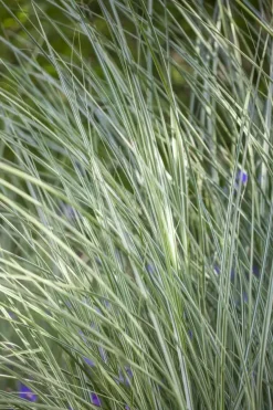 Miscanthus sinensis 'Morning Light' (Prachtriet 'Morning Light')