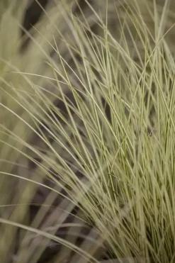 Miscanthus sinensis 'Morning Light' (Prachtriet 'Morning Light')