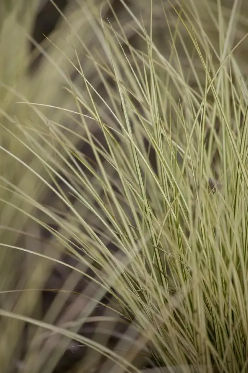 Miscanthus sinensis 'Morning Light' (Prachtriet 'Morning Light')