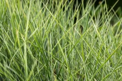 Miscanthus sinensis 'Morning Light' (Prachtriet 'Morning Light')