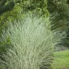 Miscanthus sinensis 'Morning Light' (Prachtriet 'Morning Light')