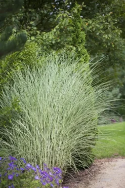 Miscanthus sinensis 'Morning Light' (Prachtriet 'Morning Light')