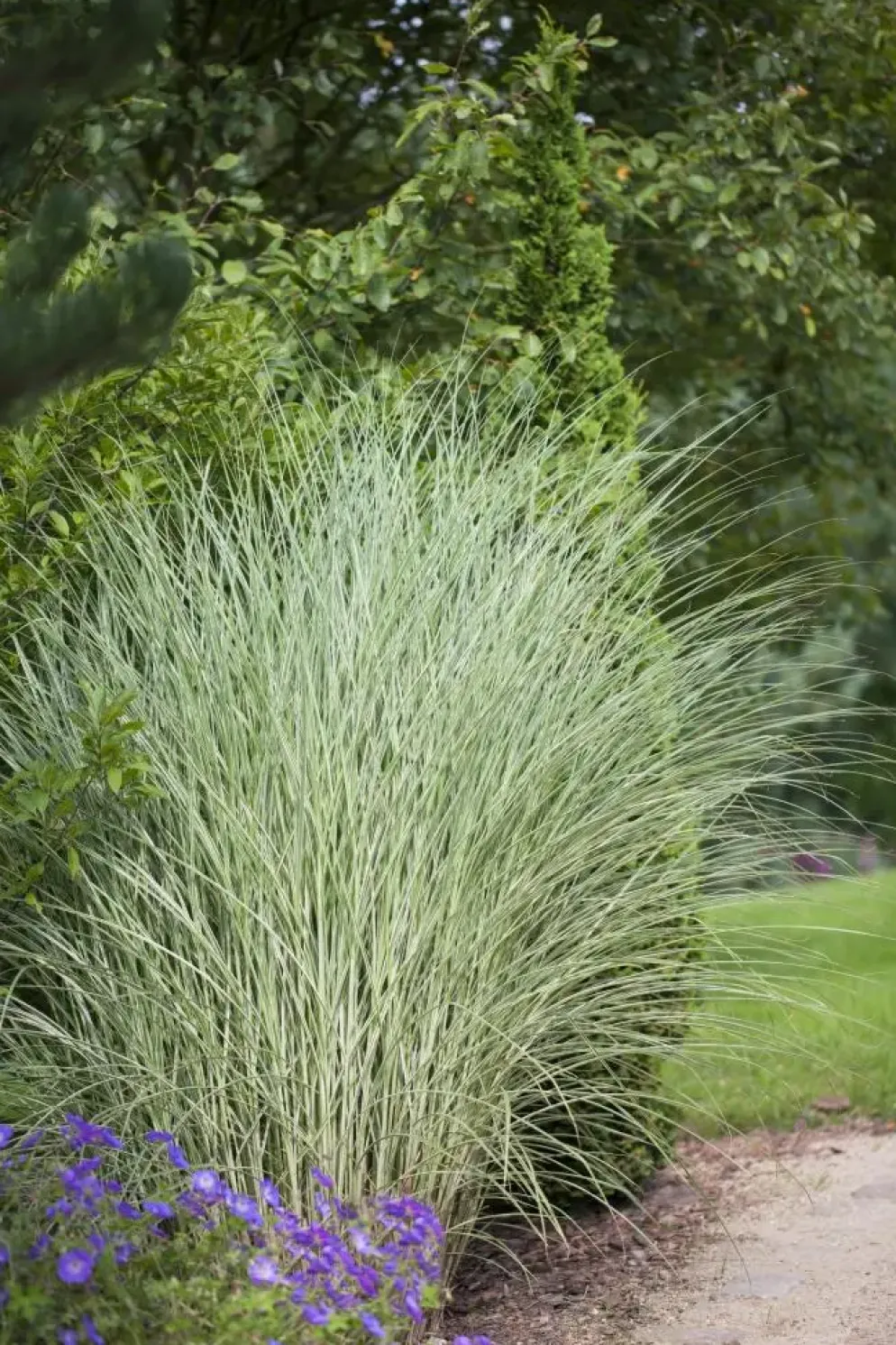 Miscanthus sinensis 'Morning Light' (Prachtriet 'Morning Light')