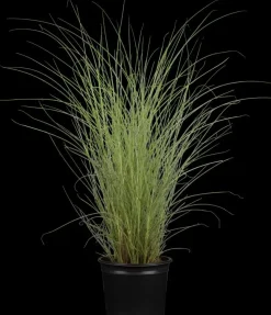 Miscanthus sinensis 'Morning Light' (Prachtriet 'Morning Light')