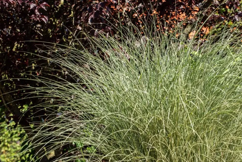 Miscanthus sinensis 'Morning Light' (Prachtriet 'Morning Light')
