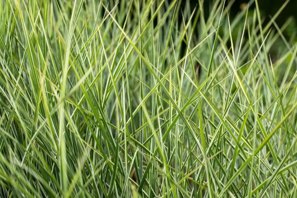 Miscanthus sinensis 'Morning Light' (Prachtriet 'Morning Light')