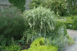 Miscanthus sinensis 'Variegatus' (Prachtriet 'Variegatus')