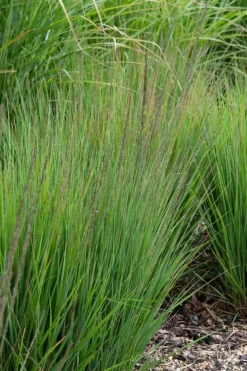 Molinia caerulea 'Moorhexe' (Pijpestrootje 'Moorhexe')