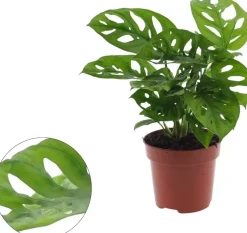 Monstera adansonii (Gatenplant) 25cm