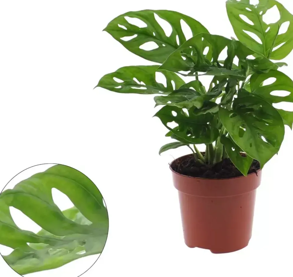 Monstera adansonii (Gatenplant) 25cm