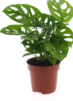 Monstera (Gatenplant) 25cm
