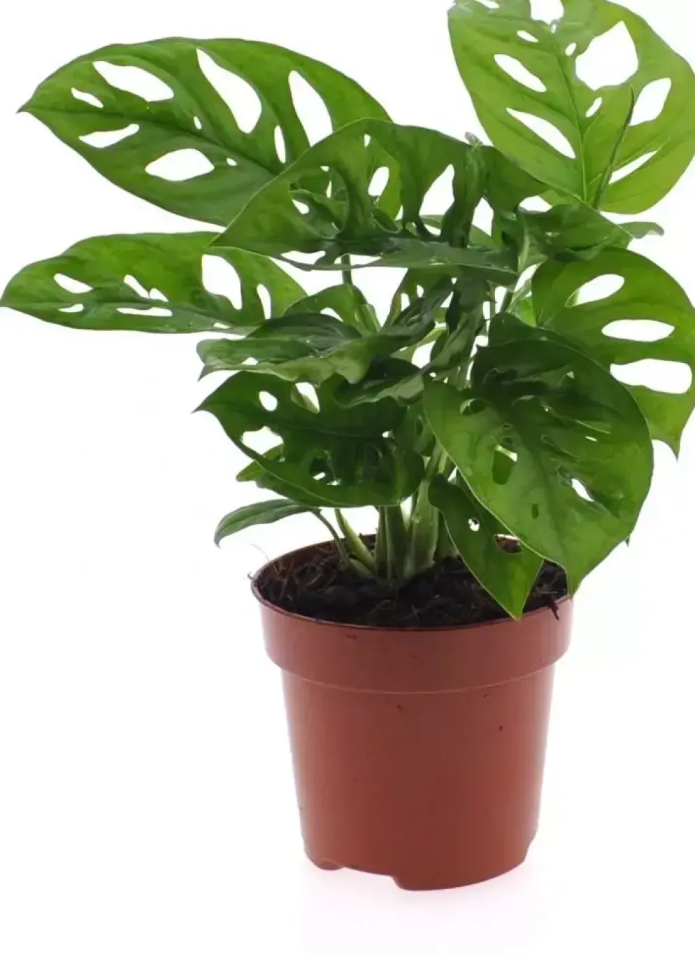Monstera (Gatenplant) 25cm