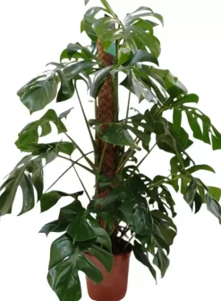 Monstera (Gatenplant) 125cm