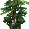 Monstera 'pertusum' (Gatenplant) 125cm