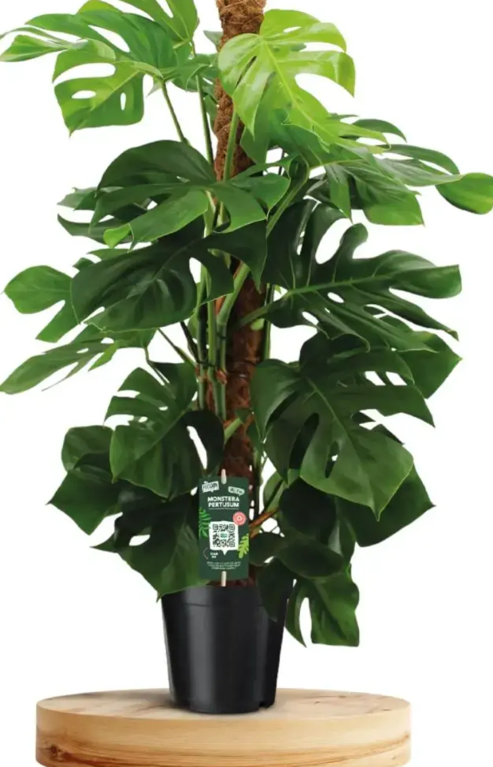 Monstera 'pertusum' (Gatenplant) 125cm