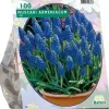 Muscari armeniacum 100 stuks