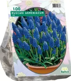 Muscari armeniacum 100 stuks