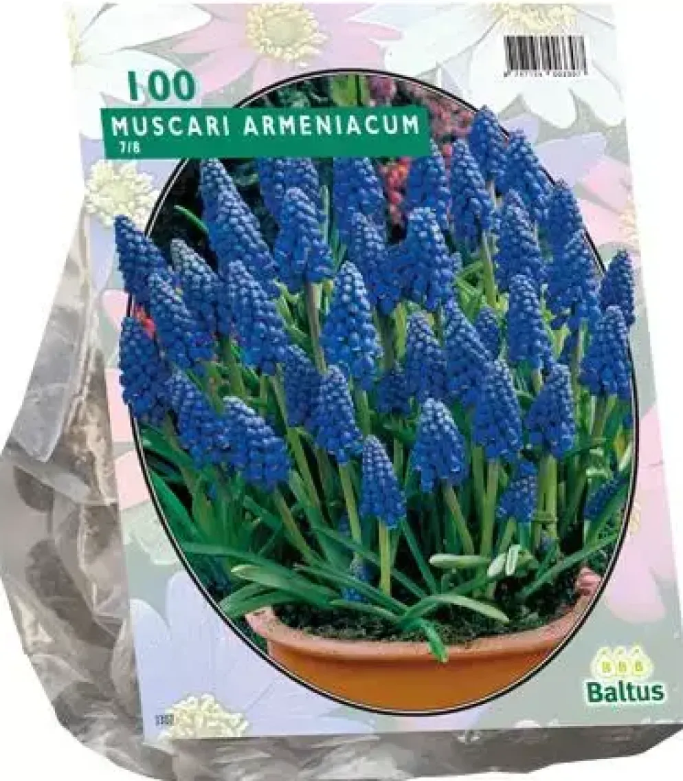 Muscari armeniacum 100 stuks