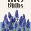 Muscari armeniacum 10 stuks biologisch geteeld