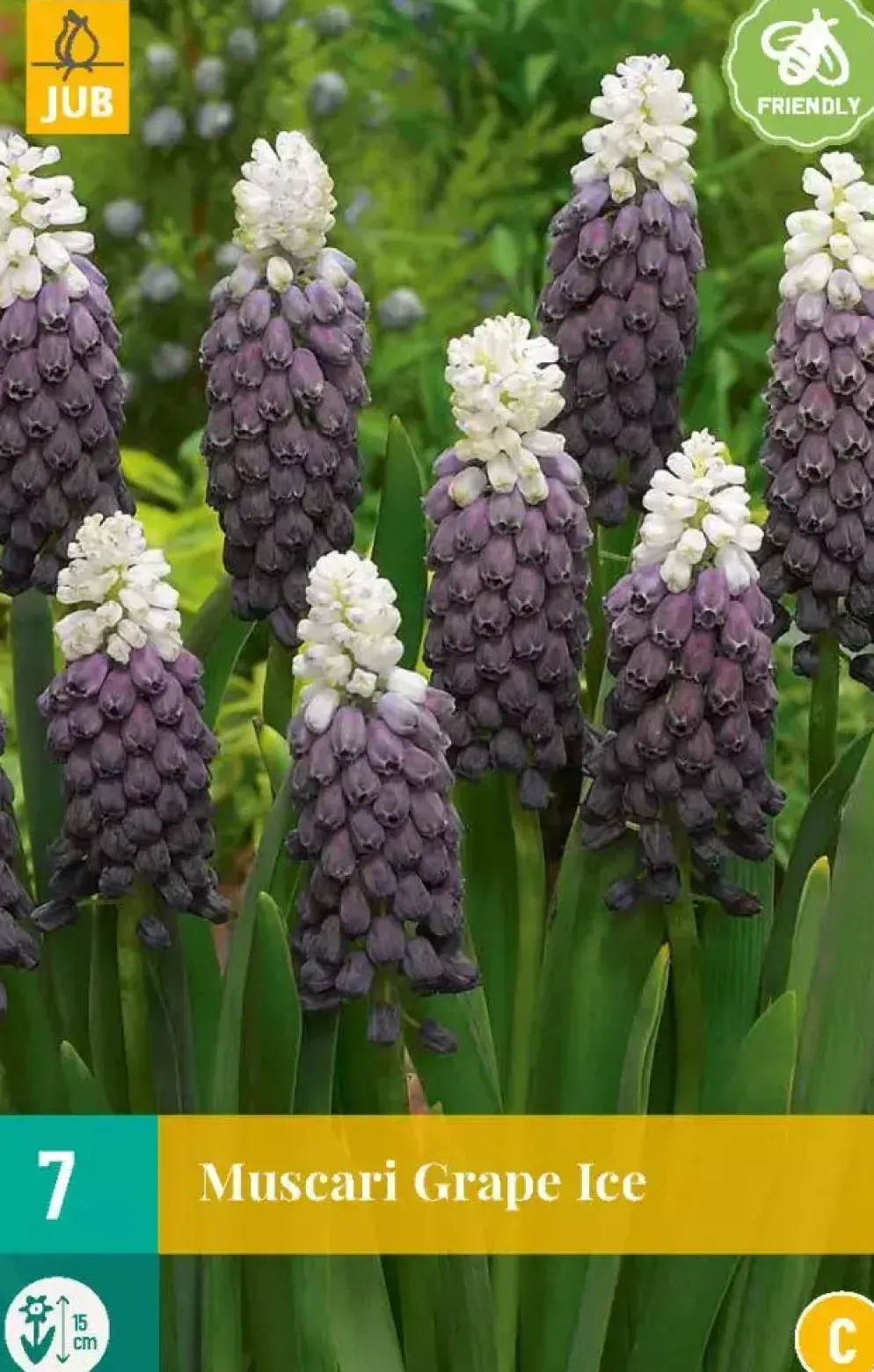 Muscari grape ice 7st