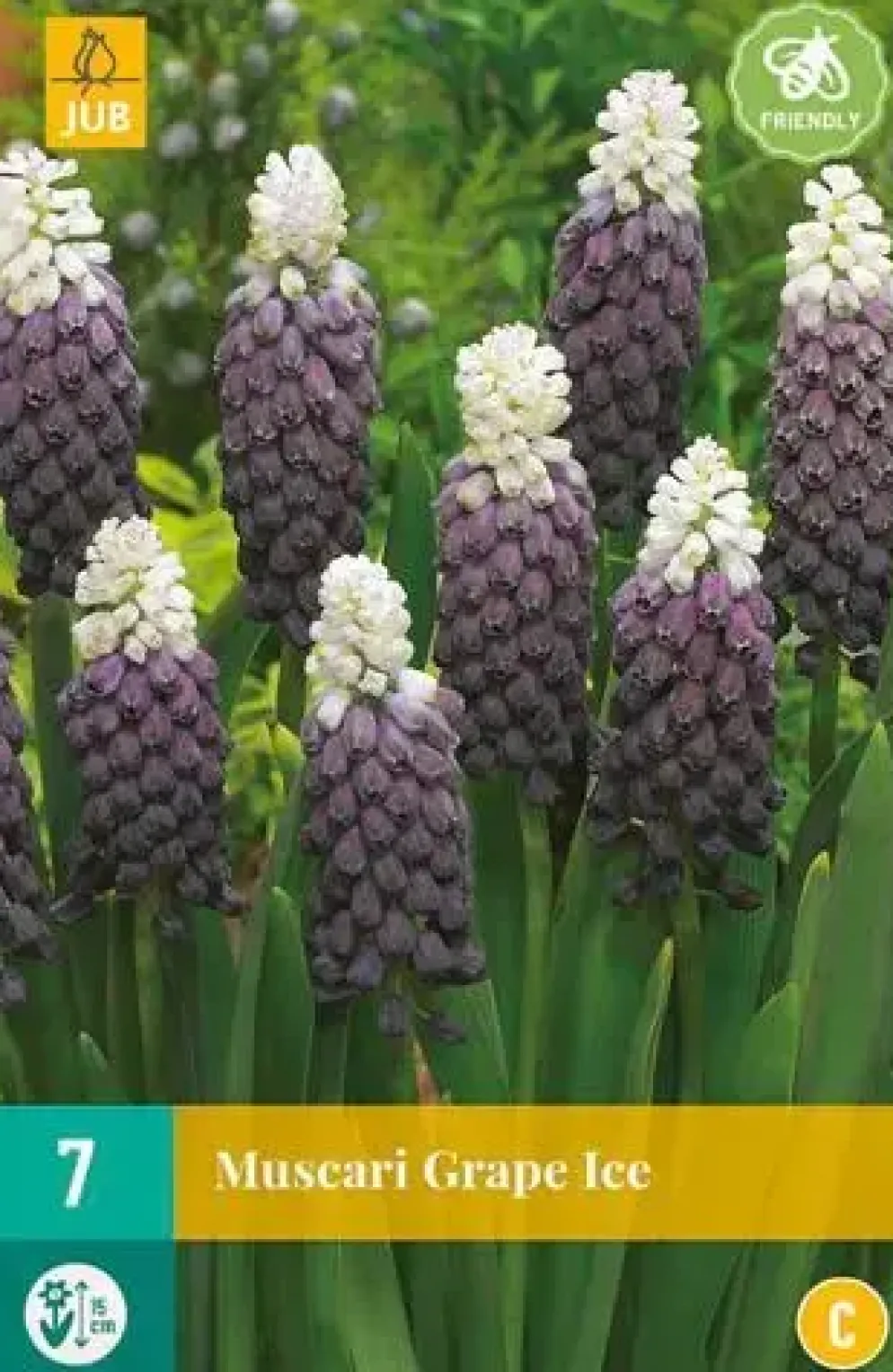 Muscari grape ice 7st