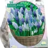 Muscari mix 50 stuks