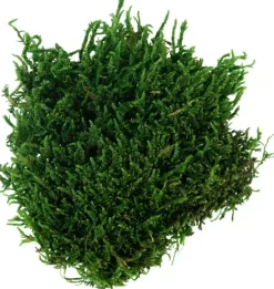 My Village Platmos groen 50g