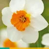 Narcissus Barrett Browning 5 narcisbollen