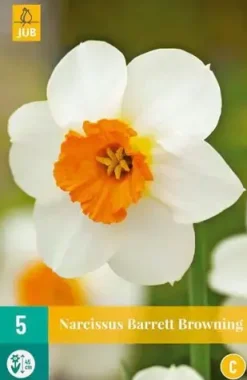 Narcissus Barrett Browning 5 narcisbollen