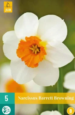 Narcissus Barrett Browning 5 narcisbollen