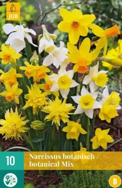 Narcissus Botanisch mix 10 narcisbollen