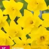 Narcissus Carlton 15 narcisbollen