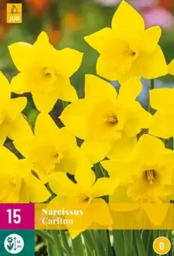 Narcissus Carlton 15 narcisbollen