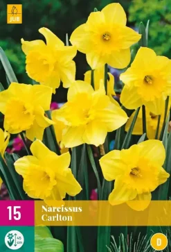Narcissus Carlton 15 narcisbollen