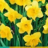 Narcissus Carlton 5 narcisbollen