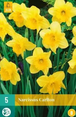 Narcissus Carlton 5 narcisbollen