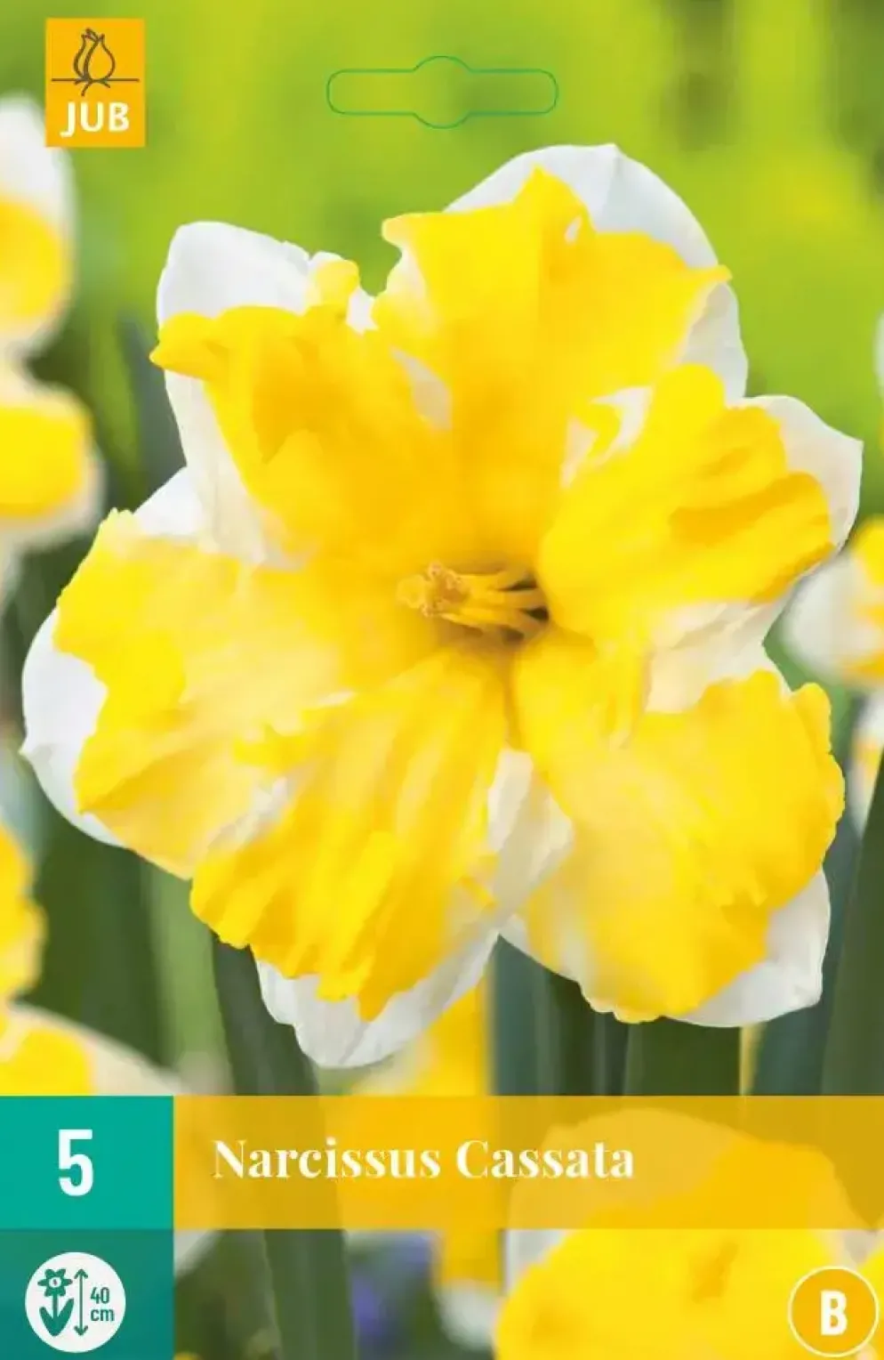 Narcissus Cassata 5 narcisbollen