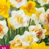 Narcissus Dubbel mix 10 narcisbollen