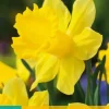 Narcissus Dutch Master 5 narcisbollen