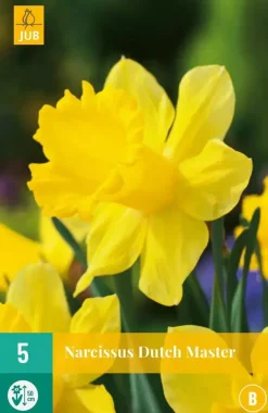 Narcissus Dutch Master 5 narcisbollen