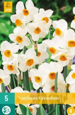 Narcissus Geranium 5 narcisbollen
