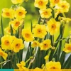 Narcissus Golden Dawn 5 narcisbollen