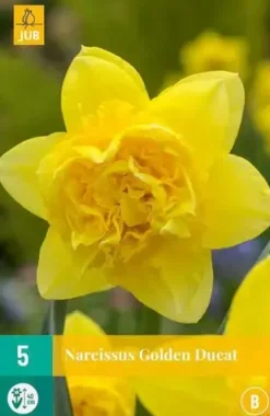 Narcissus Golden Ducat 5 narcisbollen